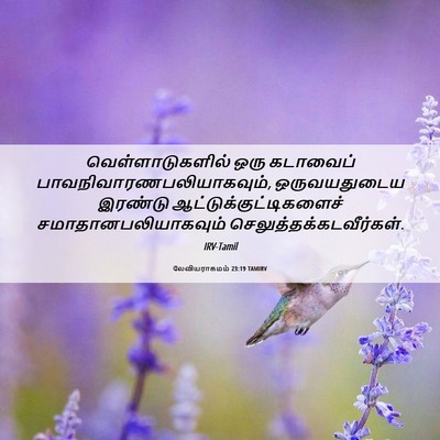 Picture 06 - லேவியராகமம் 23:19 TAMIRV - வெள்ளாடுகளில் ஒரு - Bible Verse Picture