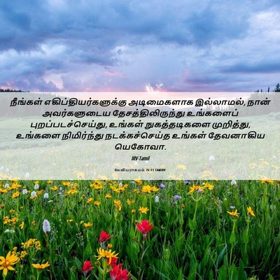 Picture 06 - லேவியராகமம் 26:13 TAMIRV - நீங்கள் - Bible Verse Picture