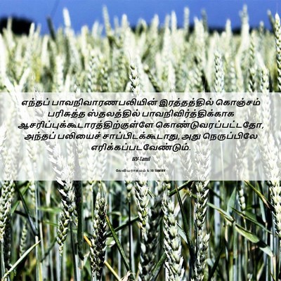 Picture 06 - லேவியராகமம் 6:30 TAMIRV - எந்தப் - Bible Verse Picture