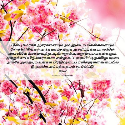 Picture 06 - லேவியராகமம் 8:31 TAMIRV - பின்பு மோசே - Bible Verse Picture