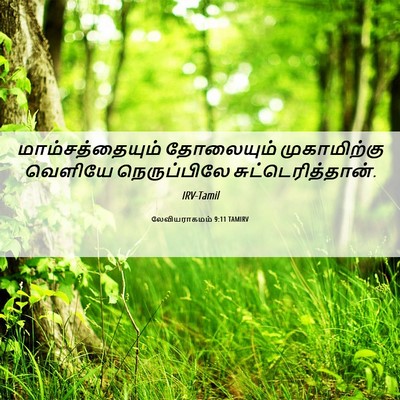 Picture 06 - லேவியராகமம் 9:11 TAMIRV - மாம்சத்தையும் - Bible Verse Picture