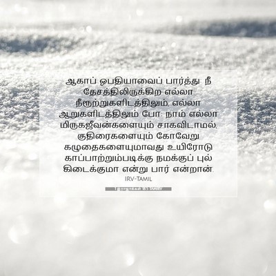 Picture 07 - 1 இராஜாக்கள் 18:5 TAMIRV - ஆகாப் ஒபதியாவைப் - Bible Verse Picture