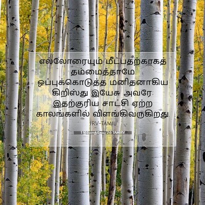 Picture 07 - 1 தீமோத்தேயு 2:6 TAMIRV - எல்லோரையும் - Bible Verse Picture