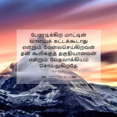 Picture 07 - 1 தீமோத்தேயு 5:18 TAMIRV - போரடிக்கிற - Bible Verse Picture