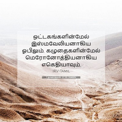 Picture 07 - 1 நாளாகமம் 27:30 TAMIRV - ஒட்டகங்களின்மேல் - Bible Verse Picture