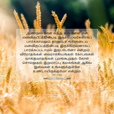 Picture 07 - 2 கொரிந்தியர் 12:20 TAMIRV - ஆனாலும் நான் - Bible Verse Picture