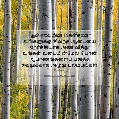 Picture 07 - 2 சாமுவேல் 1:24 TAMIRV - இஸ்ரவேலின் - Bible Verse Picture