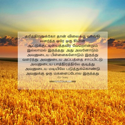 Picture 07 - 2 சாமுவேல் 12:3 TAMIRV - தரித்திரனுக்கோ - Bible Verse Picture