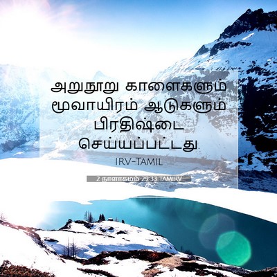 Picture 07 - 2 நாளாகமம் 29:33 TAMIRV - அறுநூறு காளைகளும் - Bible Verse Picture