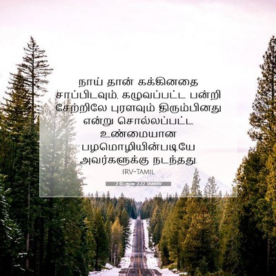 Picture 07 - 2 பேதுரு 2:22 TAMIRV - நாய் தான் - Bible Verse Picture