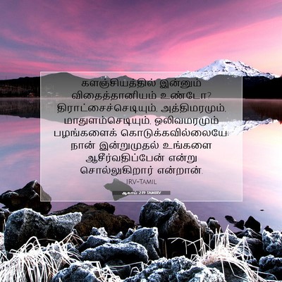 Picture 07 - ஆகாய் 2:19 TAMIRV - களஞ்சியத்தில் - Bible Verse Picture