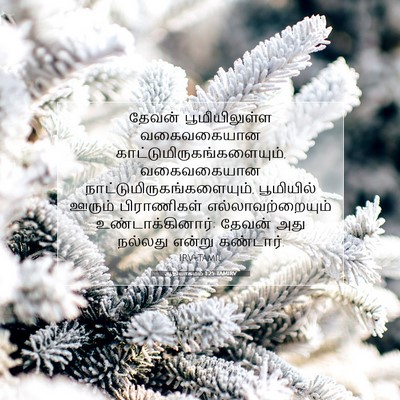Picture 07 - ஆதியாகமம் 1:25 TAMIRV - தேவன் பூமியிலுள்ள - Bible Verse Picture