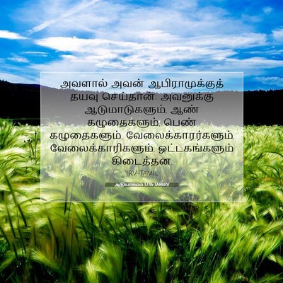 Picture 07 - ஆதியாகமம் 12:16 TAMIRV - அவளால் அவன் - Bible Verse Picture