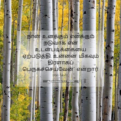 Picture 07 - ஆதியாகமம் 17:2 TAMIRV - நான் உனக்கும் - Bible Verse Picture