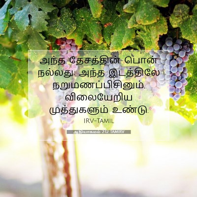 Picture 07 - ஆதியாகமம் 2:12 TAMIRV - அந்த தேசத்தின் - Bible Verse Picture