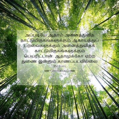 Picture 07 - ஆதியாகமம் 2:20 TAMIRV - அப்படியே ஆதாம் - Bible Verse Picture