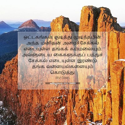 Picture 07 - ஆதியாகமம் 24:22 TAMIRV - ஒட்டகங்கள் - Bible Verse Picture