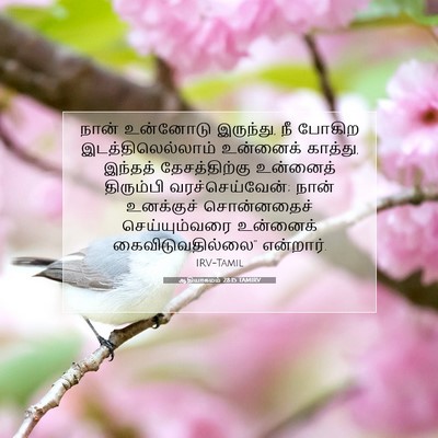 Picture 07 - ஆதியாகமம் 28:15 TAMIRV - நான் உன்னோடு - Bible Verse Picture