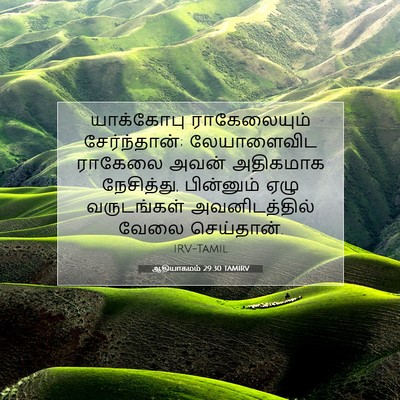 Picture 07 - ஆதியாகமம் 29:30 TAMIRV - யாக்கோபு - Bible Verse Picture