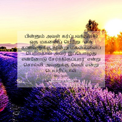 Picture 07 - ஆதியாகமம் 29:34 TAMIRV - பின்னும் அவள் - Bible Verse Picture