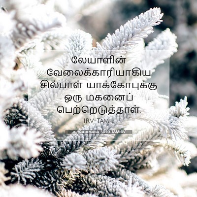 Picture 07 - ஆதியாகமம் 30:10 TAMIRV - லேயாளின் - Bible Verse Picture