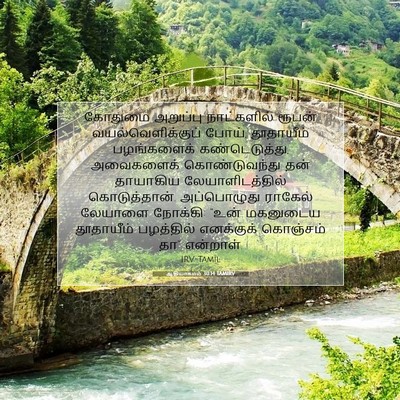 Picture 07 - ஆதியாகமம் 30:14 TAMIRV - கோதுமை அறுப்பு - Bible Verse Picture