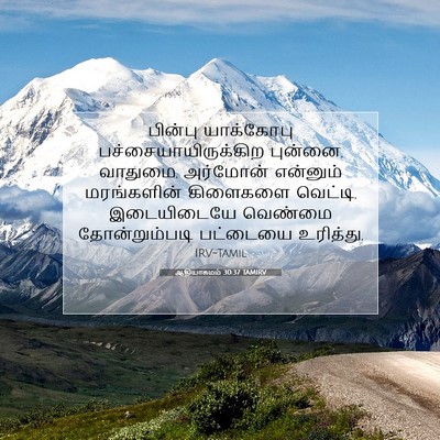 Picture 07 - ஆதியாகமம் 30:37 TAMIRV - பின்பு யாக்கோபு - Bible Verse Picture