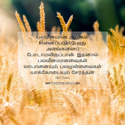 Picture 07 - ஆதியாகமம் 30:42 TAMIRV - பலவீனமான ஆடுகள் - Bible Verse Picture