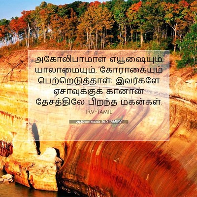 Picture 07 - ஆதியாகமம் 36:5 TAMIRV - அகோலிபாமாள் - Bible Verse Picture
