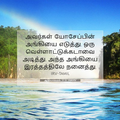 Picture 07 - ஆதியாகமம் 37:31 TAMIRV - அவர்கள் - Bible Verse Picture