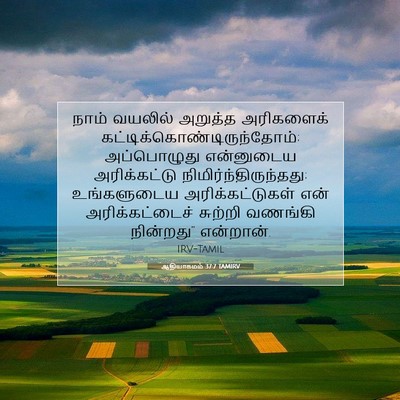 Picture 07 - ஆதியாகமம் 37:7 TAMIRV - நாம் வயலில் - Bible Verse Picture