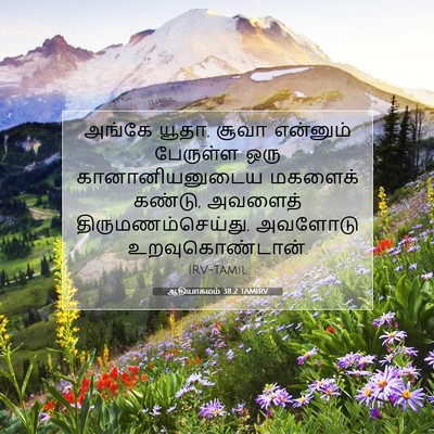 Picture 07 - ஆதியாகமம் 38:2 TAMIRV - அங்கே யூதா, சூவா - Bible Verse Picture