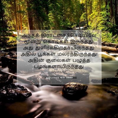 Picture 07 - ஆதியாகமம் 40:10 TAMIRV - அந்தத் - Bible Verse Picture