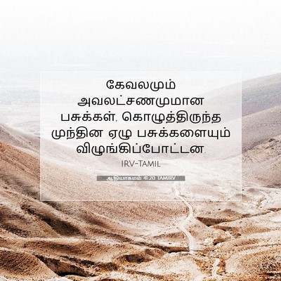 Picture 07 - ஆதியாகமம் 41:20 TAMIRV - கேவலமும் - Bible Verse Picture