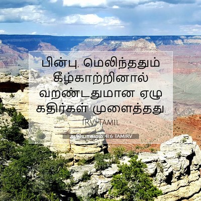 Picture 07 - ஆதியாகமம் 41:6 TAMIRV - பின்பு, - Bible Verse Picture