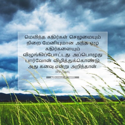 Picture 07 - ஆதியாகமம் 41:7 TAMIRV - மெலிந்த கதிர்கள் - Bible Verse Picture