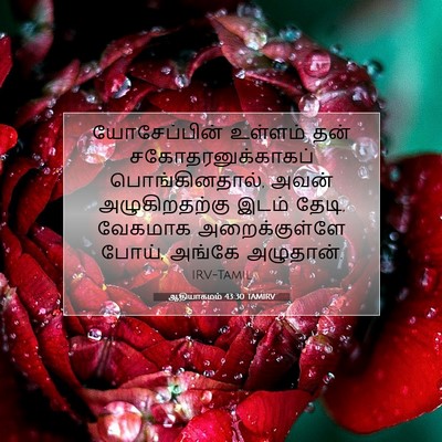 Picture 07 - ஆதியாகமம் 43:30 TAMIRV - யோசேப்பின் உள்ளம் - Bible Verse Picture