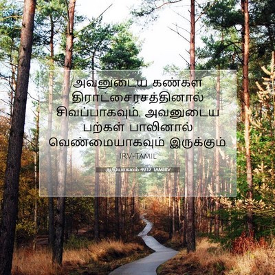Picture 07 - ஆதியாகமம் 49:12 TAMIRV - அவனுடைய கண்கள் - Bible Verse Picture