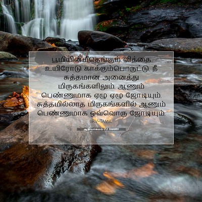 Picture 07 - ஆதியாகமம் 7:2 TAMIRV -  - Bible Verse Picture