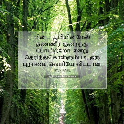 Picture 07 - ஆதியாகமம் 8:8 TAMIRV - பின்பு - Bible Verse Picture