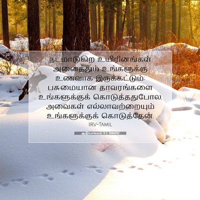 Picture 07 - ஆதியாகமம் 9:3 TAMIRV - நடமாடுகிற - Bible Verse Picture