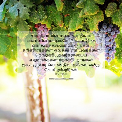 Picture 07 - ஆமோஸ் 4:1 TAMIRV - சமாரியாவின் - Bible Verse Picture