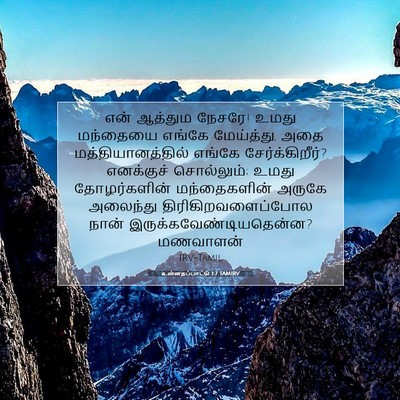 Picture 07 - உன்னதப்பாட்டு 1:7 TAMIRV - என் ஆத்தும நேசரே! - Bible Verse Picture