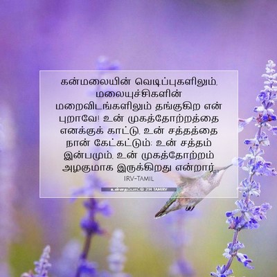 Picture 07 - உன்னதப்பாட்டு 2:14 TAMIRV - கன்மலையின் - Bible Verse Picture