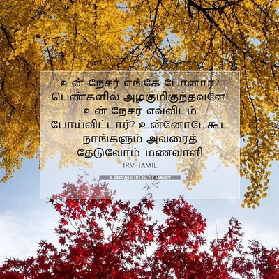 Picture 07 - உன்னதப்பாட்டு 6:1 TAMIRV - உன் நேசர் எங்கே - Bible Verse Picture