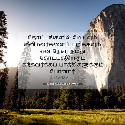 Picture 07 - உன்னதப்பாட்டு 6:2 TAMIRV - தோட்டங்களில் - Bible Verse Picture