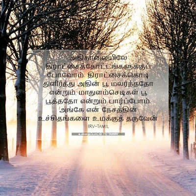 Picture 07 - உன்னதப்பாட்டு 7:12 TAMIRV - அதிகாலையிலே - Bible Verse Picture