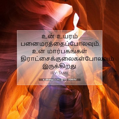 Picture 07 - உன்னதப்பாட்டு 7:7 TAMIRV - உன் உயரம் - Bible Verse Picture