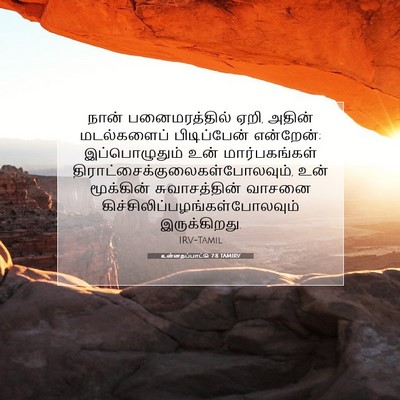 Picture 07 - உன்னதப்பாட்டு 7:8 TAMIRV - நான் பனைமரத்தில் - Bible Verse Picture