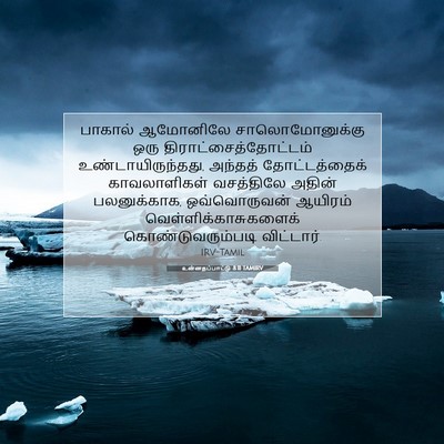 Picture 07 - உன்னதப்பாட்டு 8:11 TAMIRV - பாகால் ஆமோனிலே - Bible Verse Picture